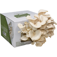 Boîte de culture de champignons vide avec impression de logo personnalisée, kit de culture de champignons, boîtes d'emballage en carton ondulé pour la culture de champignons