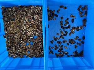 Machine de tri chromatique pour noix de cajou, cardamome, maïs, pistache, haricot, et autres graines - Product Image 3