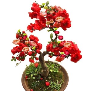 Bonsaï de Pomme de Pommier Vieillie à Tronc Longue Durée de Vie - Plante d'Intérieur en Pot Variété Changleshou Pleureuse Origine Chine Saison Printanière - Product Image 5