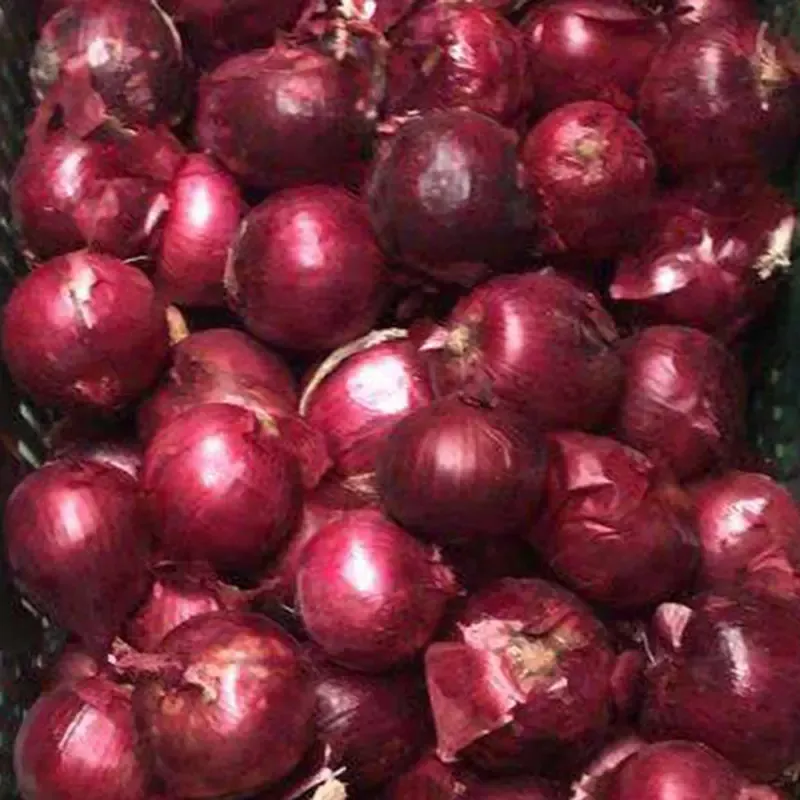 Venta al por mayor de cebollas frescas de alta calidad cebollas de piel roja cebollas rojas moradas