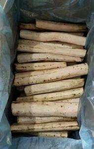 Cây ngưu bàng Trung Quốc cây ngưu bàng tươi - Product Image 6