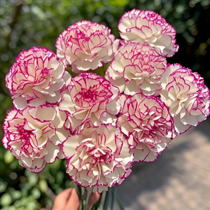 14 elegante künstliche Nelkenblüten mit rosa Akzenten – Segen und Gesundheit, 2 realistische Kunststoffsträuße geeignet - Product Image 2