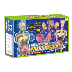 Nouveau modèle de torse de grossesse, modèle anatomique <span class=keywords><strong>du</strong></span> corps <span class=keywords><strong>humain</strong></span>, kit pédagogique scientifique transparent 4D <span class=keywords><strong>du</strong></span> corps féminin <span class=keywords><strong>humain</strong></span>. - Product Image 2