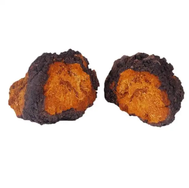 सन्टी लकड़ी Inonotus obliquus कवक chaga फ्रीज सूखे पूरे chaga मशरूम