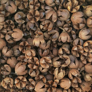 500g de Pistachos con Flores Secas Naturales, Frutos Cruzados, Mini Frutos Felices en Cáscara para Decoración del Hogar, Material para Manualidades de Boda - Product Image 3