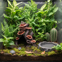Nouvelle étagère en forme de tronc d'arbre Xinly 2025, décoration d'aquarium, cachettes et grottes pour reptiles