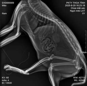 32 Kw Yüksek Frekanslı Dijital Veteriner Dr <span class=keywords><strong>X</strong></span>-<span class=keywords><strong>ray</strong></span> Küçük Hayvan Röntgeni Floroskopi Ekipmanı Sabit Veteriner Köpek Röntgen Cihazı - Product Image 4