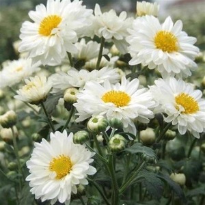 Té de Crisantemo Blanco Premium, Flores Secas Sueltas, Infusión Floral Natural Refrescante para el Hogar y la Oficina - Product Image 6