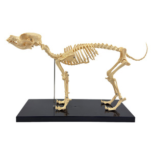 Instrumentos ortopédicos para mascotas, modelo de esqueleto de perro simulado, modelo de huesos de esqueleto de perro y gato para enseñanza. - Product Image 2