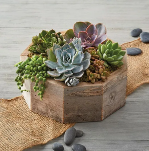 JUNJI-Maceta <span class=keywords><strong>suculenta</strong></span> <span class=keywords><strong>de</strong></span> madera recuperada para jardín en forma <span class=keywords><strong>de</strong></span> <span class=keywords><strong>estrella</strong></span> y decoración del hogar <span class=keywords><strong>con</strong></span> suculentas <span class=keywords><strong>de</strong></span> madera en maceta en cartón - Product Image 2