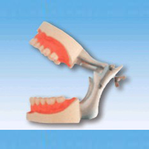 Maniquí de Estructura Oral de PVC Chinon BIX-L1015, Ayuda Didáctica Vívida para la Enseñanza de la Oclusión Bucal, para Escuelas de Medicina, Alta Calidad - Product Image 2