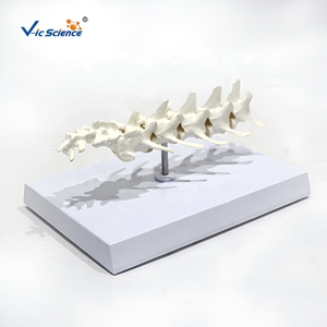 Modelo de Columna Lumbar Canina, Modelo de Enseñanza de Anatomía de Vértebras Lumbares Caninas - Product Image 4