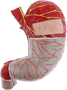 Mô hình giải phẫu dạ dày mở rộng cơ thể con người cơ quan nội tạng cấu trúc dạ dày công cụ giảng dạy hệ thống tiêu hóa để trình diễn - Product Image 5