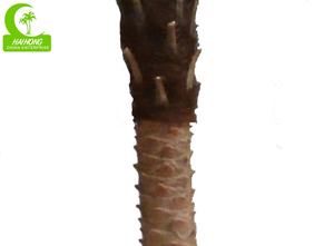 Palmier <span class=keywords><strong>Phoenix</strong></span> artificiel en fibre de verre 150-350 cm Écologique Durable Réaliste Décoration intérieure extérieure Jardin Bureau - Product Image 6