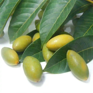 Fábrica Fornecimento <span class=keywords><strong>Olive</strong></span> Folha <span class=keywords><strong>Extract</strong></span> Oleuropein 40% <span class=keywords><strong>Olive</strong></span> Folha <span class=keywords><strong>Extract</strong></span> Pó - Product Image 3