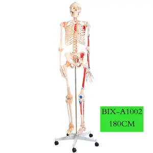 ADA-A1002 человека медицинская наука 180 см яркие всего тела цветной мускул модель скелета с связка Учебная модель