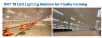 T8 IP67 Poultry Coop T8 LED 4ft 18W IP67 Sans scintillement 0-100% Gradation Réglable Rouge+Blanc 2700K-6500K
