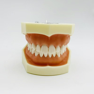 Mô hình thực hành nha khoa với 28 răng, nướu Silicone mềm, răng miệng có thể tháo rời cho sinh viên nha khoa - Product Image 6