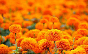 خلاصة الكاليندوفيسيناليس ، خلاصة زهرة لوتين القطيفة الفائقة - Product Image 4