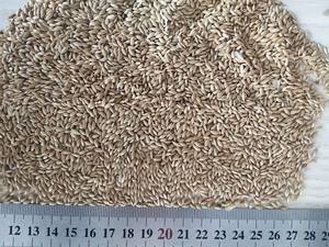 Bulkprijs Vink Vogelvoer 25Kg Groot Pakket Kanariezaad Voor Groene Vinken - Product Image 4