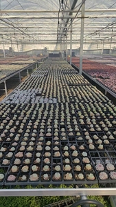 Tables <span class=keywords><strong>de</strong></span> bancs <span class=keywords><strong>de</strong></span> serre roulantes durables pour <span class=keywords><strong>lit</strong></span> <span class=keywords><strong>de</strong></span> pépinière avec couvercle en alliage d'aluminium et maille à armure toile pour l'ensemencement - Product Image 4