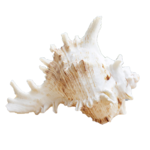 เปลือกหอยธรรมชาติที่มีการตัด/ตัดและเปลือกหอยที่สะอาด/เปลือกหอยตัดจากเวียดนามสำหรับคอลเลกชันของคุณ Ms Verda WS + 84777699587 - Product Image 2