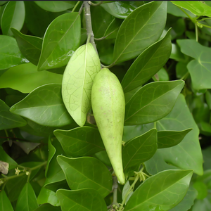 Gmp Standaard <span class=keywords><strong>Gymnema</strong></span> Sylvestre <span class=keywords><strong>P.E</strong></span>. Gymnemzuur Food Grade Poeder Gewonnen Uit Bladtrommelverpakking Hplc Getest - Product Image 3