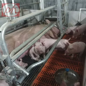 Système de caisse de mise bas moderne en acier galvanisé Rampes réglables Conception anti-écrasement Complet Automatique 20-25 ans de service Porc - Product Image 5