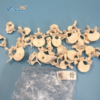 Modelo de Esqueleto Humano Desarticulado de Cuerpo Completo con Cráneo de 3 Partes, Huesos Separados Completos, CE/ISO/ROHS/CNAS