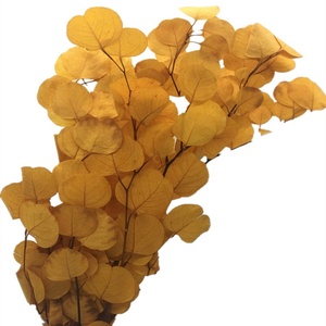 Wholesale <strong>Big</strong> Leave Preserved <strong>Eucalyptus</strong> Leaves Real Natural Preserved apple Leave for Flower Arrangement - Product Image 6