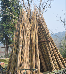 Commercio all'ingrosso Tokin canne di bambù pali pali di bambù grezzo pali di bambù giganti canne di bambù per il giardino graticcio staffa recinzione - Product Image 5