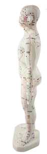 Modello Anatomico del Meridiano per Agopuntura - Modello di Agopuntura <span class=keywords><strong>26</strong></span> <span class=keywords><strong>Centimetri</strong></span> - Product Image 5