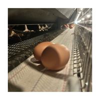 Nouvelle cage à poulets automatique de type H pour 10 000 poulets, en treillis métallique en acier galvanisé à chaud, pour poules pondeuses