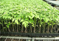 Plateau de semis pour fruits, légumes et fleurs, plateau de semis pour la propagation des graines et le système de culture hydroponique sans terre