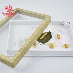 Especímenes del ciclo de vida de los insectos, especímenes de gusanos de seda, aprendizaje sobre y observación de especímenes, juguetes educativos de animales e insectos. - Product Image 3