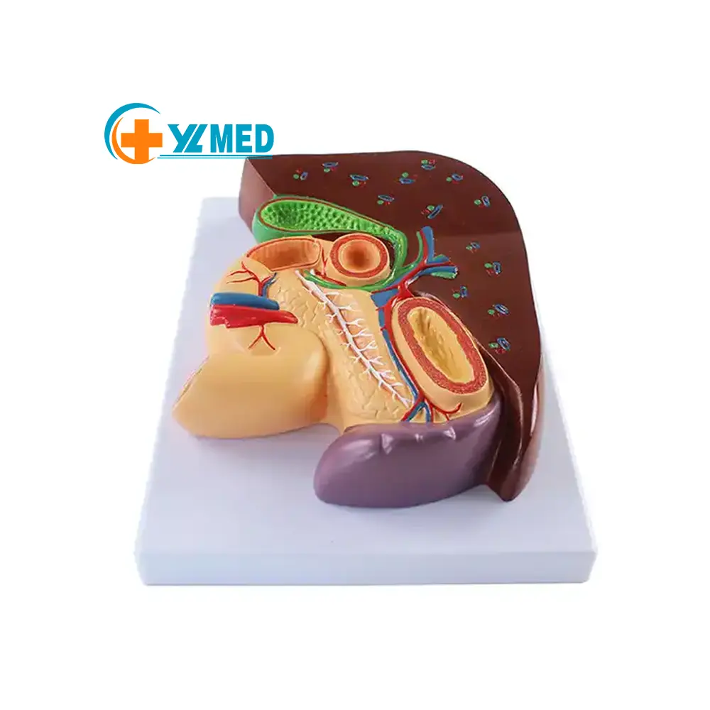 Tıbbi % model beyin İnsan deneysel anatomisi hepato-pankreatikoduodenal model