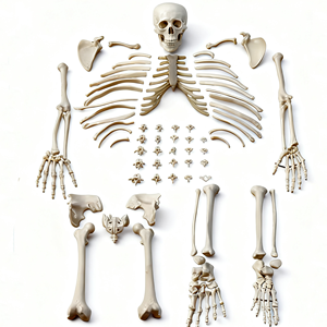 Modelo <span class=keywords><strong>de</strong></span> Anatomía <span class=keywords><strong>de</strong></span> esqueleto desarticulado <span class=keywords><strong>de</strong></span> tamaño real - Product Image 3