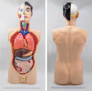 Modelo Anatómico de Torso Humano de Alta Calidad, 19 Partes con Órganos Internos Extraíbles - Product Image 3