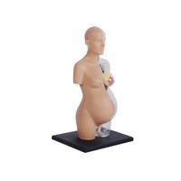 Modelo de Torso Anatómico Transparente de Embarazo Humano, Medio Cuerpo, 41 Partes, CE/ISO