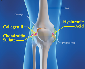 Kolagen hidrolisasi tipe 2 tipe <span class=keywords><strong>II</strong></span>, kolagen untuk sendi kolagen tipe <span class=keywords><strong>II</strong></span> bubuk - Product Image 2