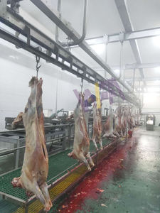 Equipo de matanza de ovejas <span class=keywords><strong>Ritual</strong></span> 1000 línea de matadero Halal de cordero para matadero de cabras - Product Image 4