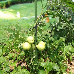 Piquets de soutien pour plantes en plastique renforcé de fibre de verre - Product Image 6