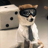 Lunettes de soleil de protection UV Lunettes coupe-vent pour animaux de compagnie pour photos appropriées pour toutes les races Lunettes confortables pour chiens