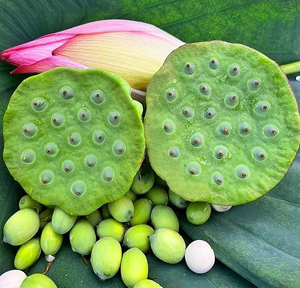 ผงเมล็ดบัวขาว เกรดอาหาร เกรดเครื่องสำอาง ความบริสุทธิ์ 98%  (<span class=keywords><strong>Nelumbo</strong></span> <span class=keywords><strong>Nucifera</strong></span>) - Product Image 4