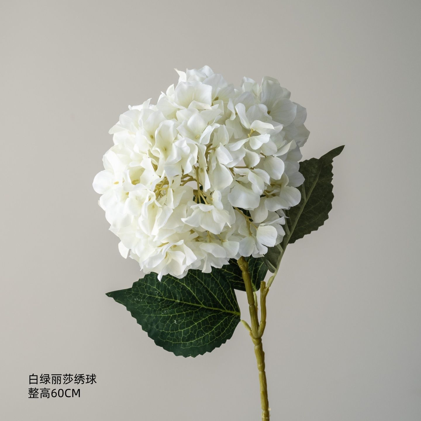 Hortensia Lisa blanc