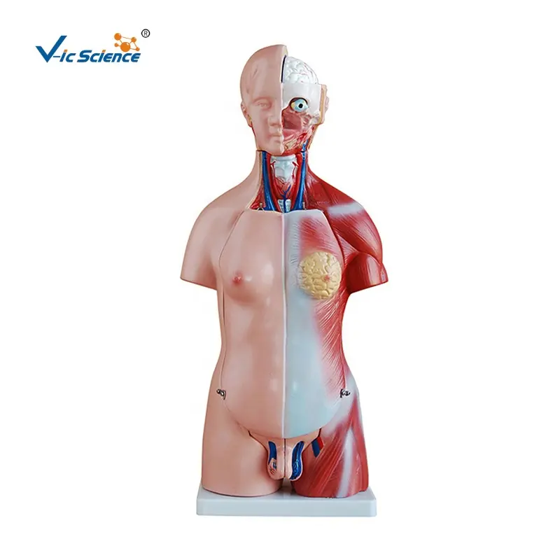 Modelo de torso da ciência médica, modelo anatômico de manikins do corpo humano da ciência médica