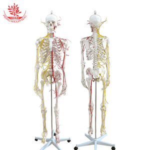 Modèle de squelette humain grandeur nature de 170 cm, outil pédagogique médical standard, modèle squelettique de simulation médicale avec nerfs et système sanguin - Product Image 3