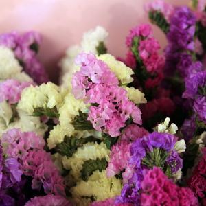 Vraies fleurs préservées oubliez-moi pas fleurs séchées Statice Limonium pour la maison Weedinf Decor - Product Image 6