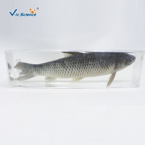 Disecación de carpa cebú y especímenes preservados; especímenes didácticos de biología del pez; especímenes preservados al por mayor para primaria y secundaria. - Product Image 2