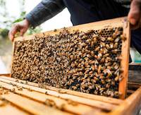 Molde de PVC suave para colmena de abejas, molde de prensa para base de abejas